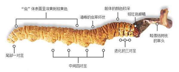 广州回收冬虫夏草公司