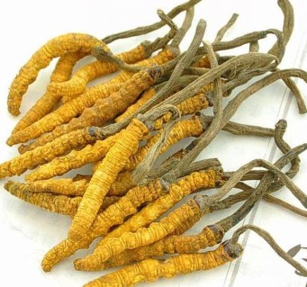 黄埔回收冬虫夏草年尾回收价格有没有上涨？
