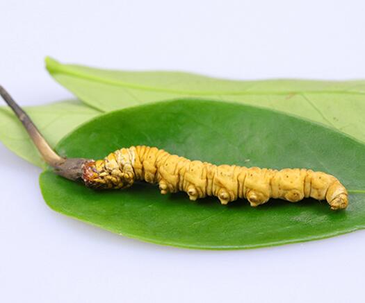 东莞回收冬虫夏草