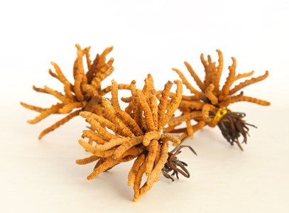 东莞回收冬虫夏草
