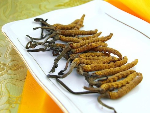 东凤回收冬虫夏草