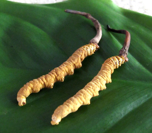 回收冬虫夏草